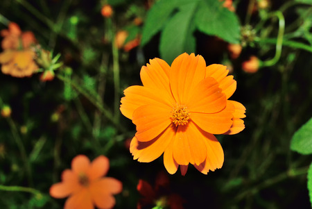 Closeup of orange color flower with flash lightの写真素材