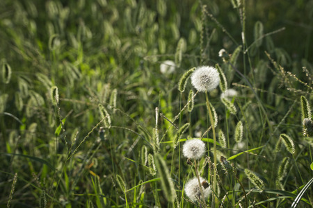 closeup of Dandelion clocks in a field