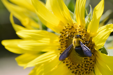 closeup of a bee on a sunflower in sunny dayの写真素材