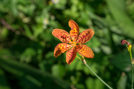 closeup of blackberry lily flower in a fieldの写真素材