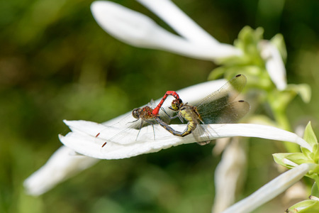 mating pair of dragonflies on a white flowerの写真素材