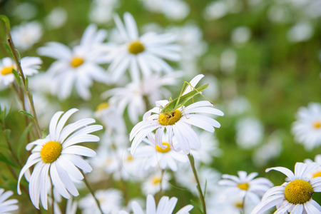 macro of green grasshopper on a white flowerの写真素材