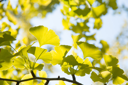closeup of yellowish green ginkgo leaves in fallの写真素材