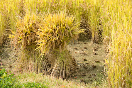 seaf of full ripen rice in a paddy in autumnの写真素材