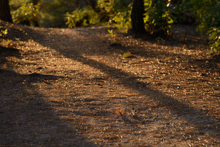 ground scattered with dry needles at the beginning of Autumnの写真素材