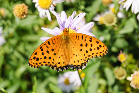 Orange color butterfly with black spot on a flowerの写真素材