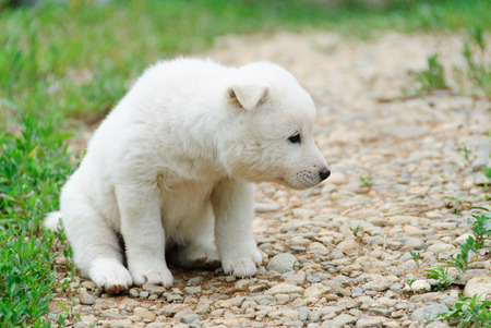 image of white puppy in a outdoor