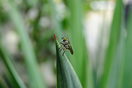 robber fly, promachus yesonicus, on a end of plantの写真素材