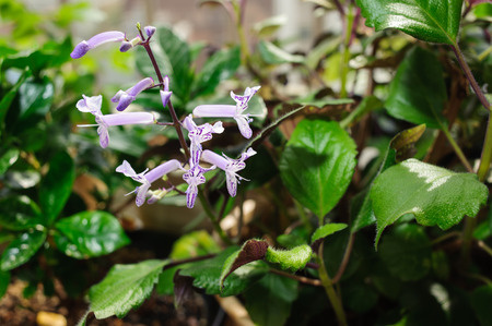 closeup of purple Mona lavender flowers in full bloomの写真素材