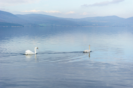 couple of wild white swans at a calm lakeside