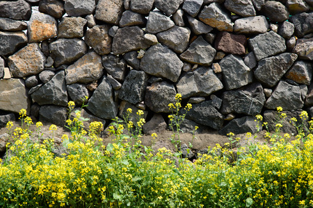 yellow rape flowers in a full bloom against a Jeju Traditional Stone wall in Jeju Island, Korea.の写真素材