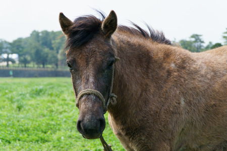 closeup of pony in a greein field in Jeju Island, Korea.の写真素材