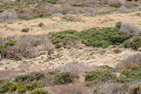 wild Roe Deer rest in a bush at Witse-Oreum near the Yeongsil trail in Hallasan mountain National Park in Jeju Island, Korea.の写真素材
