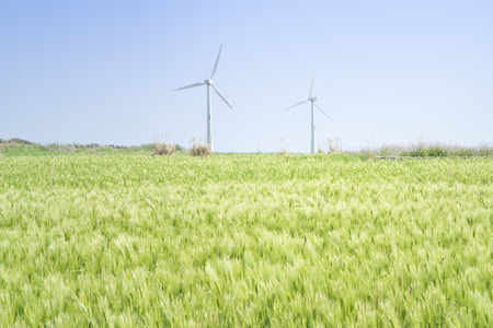 Landscape of green barley field and wind generator with blue clear sky in Gapado Island of Jeju Island in Korea.の写真素材