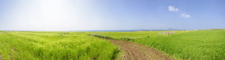 Panorama Landscape of green barley field and horizon with trail in Gapado Island of Jeju Island in Korea.の写真素材