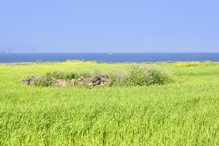 Landscape of green barley field and horizon with clear sky in Gapado Island of Jeju Island in Korea.の写真素材