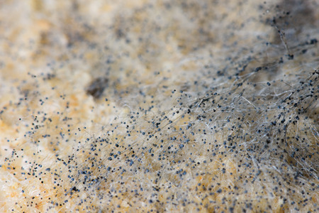 macro image of black mold on a sliced breadの写真素材