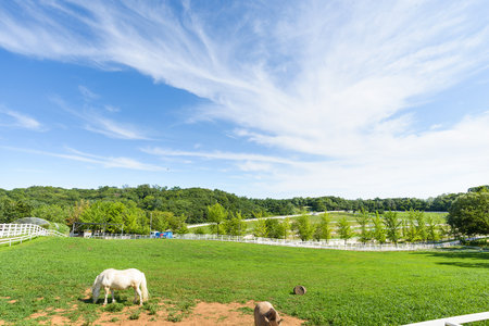 Goyang-si, Korea - July 16, 2015: Wondang horse ranch of Korea Racing Authority(KRA). In the past the ranch has been a stud farm. And it is used as a information park today.のeditorial素材