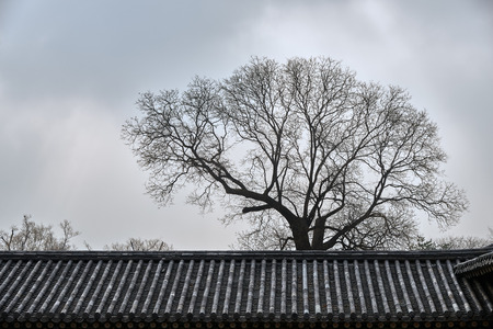 Big tree and tiled roof of Korean traditional architecture