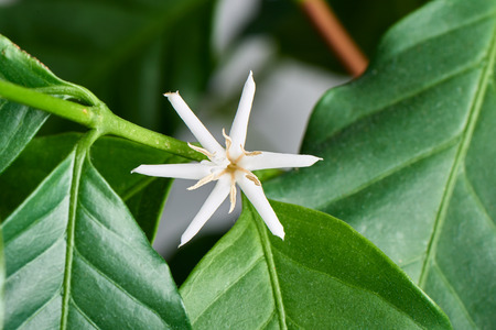 Closeup of Arabica coffee flower. Arabica coffee tree is one of the most cultivated coffee tree.の写真素材