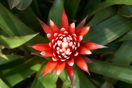 Guzmania Magnifica. Guzmania is a genus of over 120 species of flowering plants in the family Bromeliaceae.の写真素材