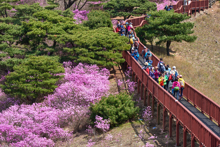 Incheon, Korea - April 19, 2017:  Goryeosan azalea festival, which is held at the end of April every year. Goryeosan is a highest mountain in Ganghwa island.のeditorial素材