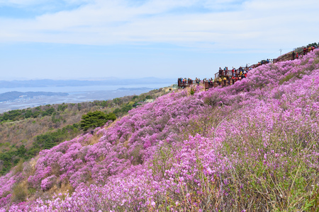 Incheon, Korea - April 19, 2017:  Goryeosan azalea festival, which is held at the end of April every year. Goryeosan is a highest mountain in Ganghwa island.のeditorial素材
