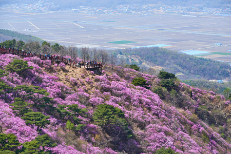 Incheon, Korea - April 19, 2017:  Goryeosan azalea festival, which is held at the end of April every year. Goryeosan is a highest mountain in Ganghwa island.のeditorial素材