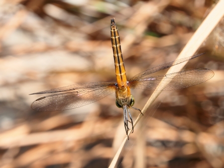 Dragonfly s balletの写真素材