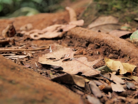 Fairestの写真素材