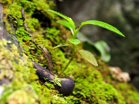 Growth upの写真素材