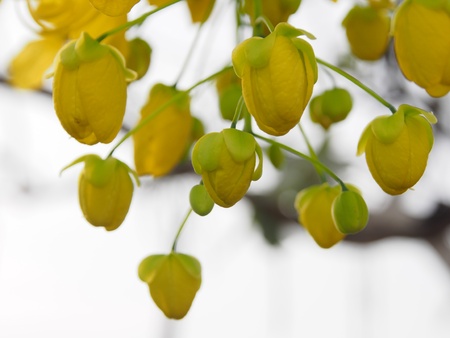 Yellow flower 2の写真素材