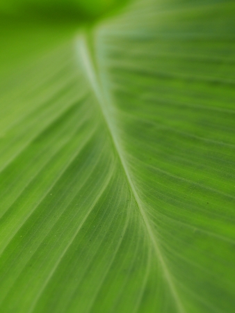green leaf pattern backgroundの写真素材
