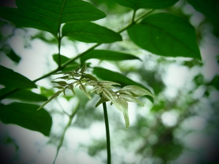 Green leaf backgroundの写真素材