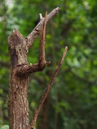 Dead tree isolate in green forestの写真素材