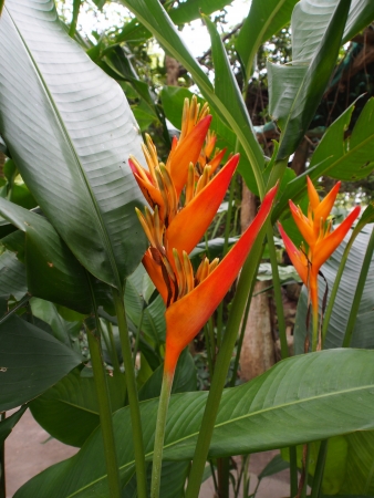 Orange bird of paradise flowerの写真素材