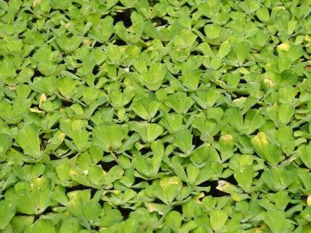 green bevel floating on waterの写真素材