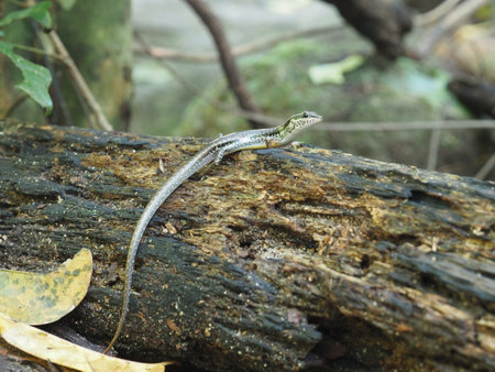 a little life in a tropical forestの写真素材