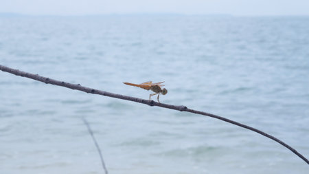 Dragonfly on the rope with the sea in the background, Thailand.の写真素材