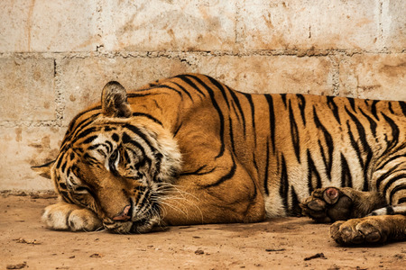 Tiger is sleepingの写真素材