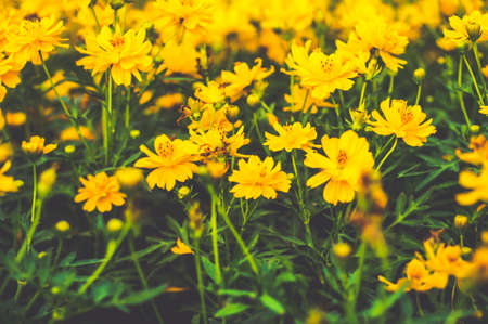 Yellow cosmos flower garden in vintage filter の写真素材