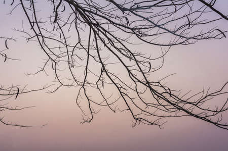 Leafless tree in the morning before sunriseの素材