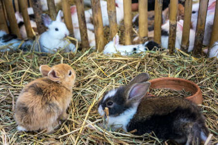 Cute various colors of  little rabbits in a farm 