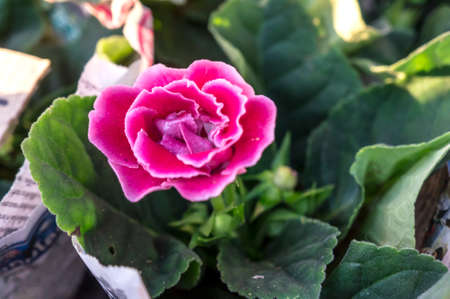 A pink gloxinia is sold at the flower shop 