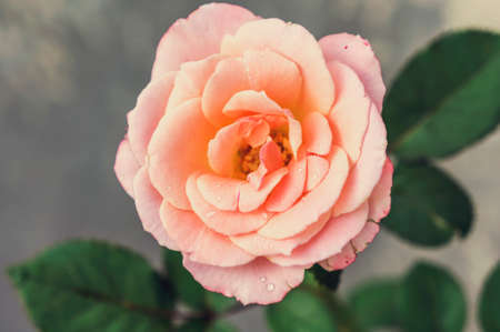 Big beautiful pink and beige rose in tropical weather with cross-processing filterの写真素材