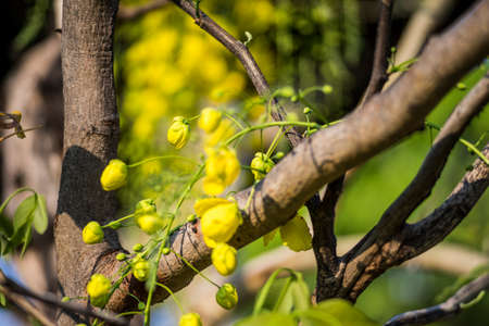 Golden Shower flowers or Cassia fistula in science name are bloomed in summer all over Thailandの写真素材