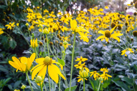 Garden of Jerusalem artichoke flowers,one species of sunflowersの写真素材