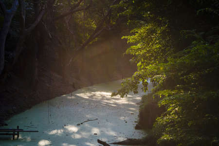 Small green canal running through the wood with light shining through