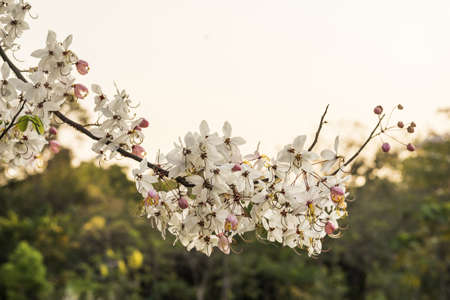 Rainbow shower flowers,Rattanapruk or Cassia fistula are tropical flowers found blooming in the beginning of summer in Thailandの写真素材