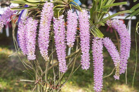 The Rhynchostylis gigantea is one of Vanda family found often in Southeast Asia.の写真素材